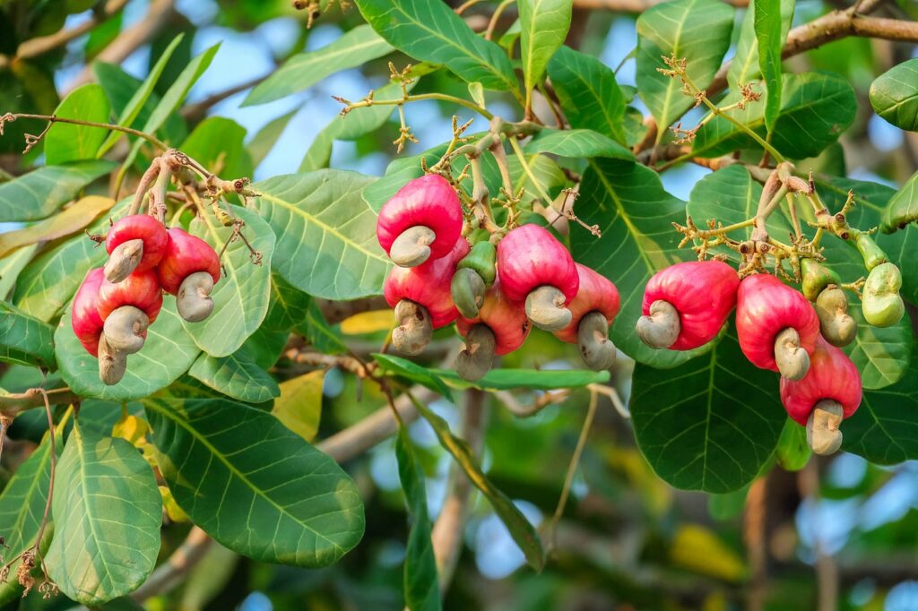 Cashew Development In Ghana; What Has Changed? Nana Yaw Reuben writes